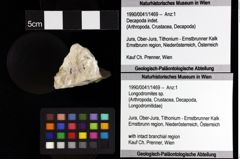 Foto (Objket + Etiketten) von Discutiolira moesica (Muţiu & Bădăluţă, 1971) 